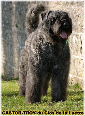 bouvier des flandres du clos de la luette - copyright d&eacute;pos&eacute;